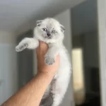Scottish Fold Blue Point Yavrularim
