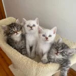 Güzel Yavru Kedilerim