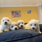 0 Numara Maltese Terrier Yavrular Ankara Mağazamizda