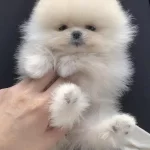 Pomeranian Boo Teddy Bear