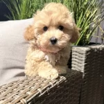 Tombik Maltipoo Bebeklerimiz