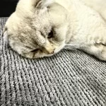 Scottish Fold Kedisi 2 Aylık