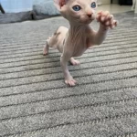 Sfenks Erkek Kedimiz