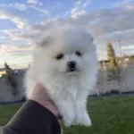 Pomeranian Boo Sağlikli Ve Bakimli