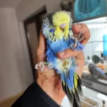 Yeme Yeni Düşecek Olan Vasıflı Show Jumbo Kuşlar