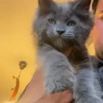 Xxxl 2 Erkek Yavru Maine Coon