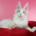 Mavi Gözlü Nadir Maine Coon Erkek