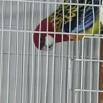 1.5 Yaşinda Erkek Rozella Papağani