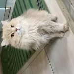 3 Yaşında Kedimize Yuva Arıyorum