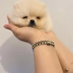 Pomeranian Boo Yavruları
