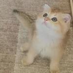 Golden Dişi Ve Erkek Bebek Kediler