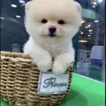 İrk Ve Sağlık Garantili Pomeranian Yavrular Tacedpet