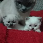 Blue Point Scottish Fold İzmir Buca