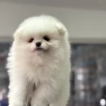 Ultra Kalite Ayı Suratlı Pomeranian Yavrularımız