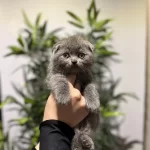 Scottish Fold Gri Yavrular