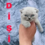 Evinizin Neşesi Olacak Minnoş Kediler