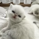 Safkan İran Kedisi Yavruları