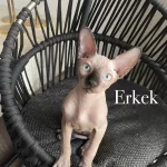 Erkek Ve Dişi Sfenks Yavrularımız