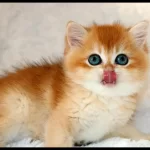 Mavi Gözleriyle Fark Yaratan Golden British Shorthair
