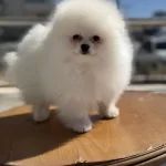 Ankaranın En Elit Pomeranian Yavruları Ziyarete Açık