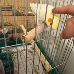 Ful Evcil Erkek Sultan Papağanı