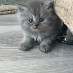 İki Aylık British Longhair İki Yavru