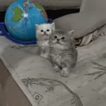 Kedilerimiz Şanlıurfa