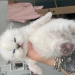 Eskişehir Tepebaşından British Longhair