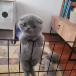 Müthiş Güzellikte Ev Ortamından Scottish Fold