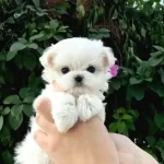 Mini Boy Maltese Yavrularımız