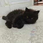 British Longhair Yavrularım