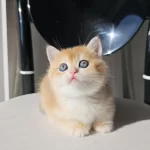 Safkan Golden British Shorthair
