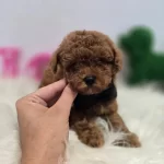 Maltipoo Yavrularımız