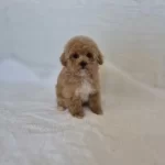 Maltipoo Yavrularımız