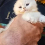 Sifir Kulak Show Kalite Scottish Fold