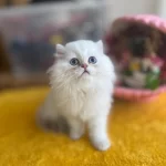 Diyarbakırın En Elit Saf Kan British Longhair Yavruları