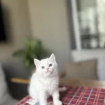 Beyaz British Shorthair Yavrularim