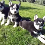 Ruhsatlı Resmi İşletmeden Taksit Avantajıyla Husky
