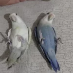 Takım Sevda Papağanı Açıklama Okuyun