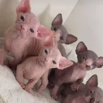 Sfenks Bebeklerimiz Evinizin Neşesi Olacaktır