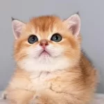 Muhteşem Golden British Longhair Ve Shorthair Yavrular