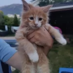 Xxxl Maine Coon Erkek