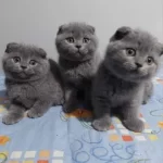Elit Patiler Farkıyla Scottish Fold Yavrular