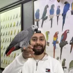 100 Kelime Konuşan Dans Eden Jako Papağani