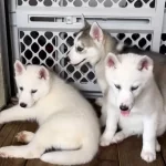 Safkan Mavi Gözlü Husky Yavrular