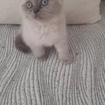 Erkek Scottish Fold Beyaz