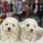 Kore Kan Maltese Terrier Yavrularim
