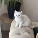 Harika Göz Rengi Beyaz British Shorthair Yavrum