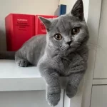 Safkan British Shorthair
