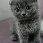 Scottish Fold Yavrumuz